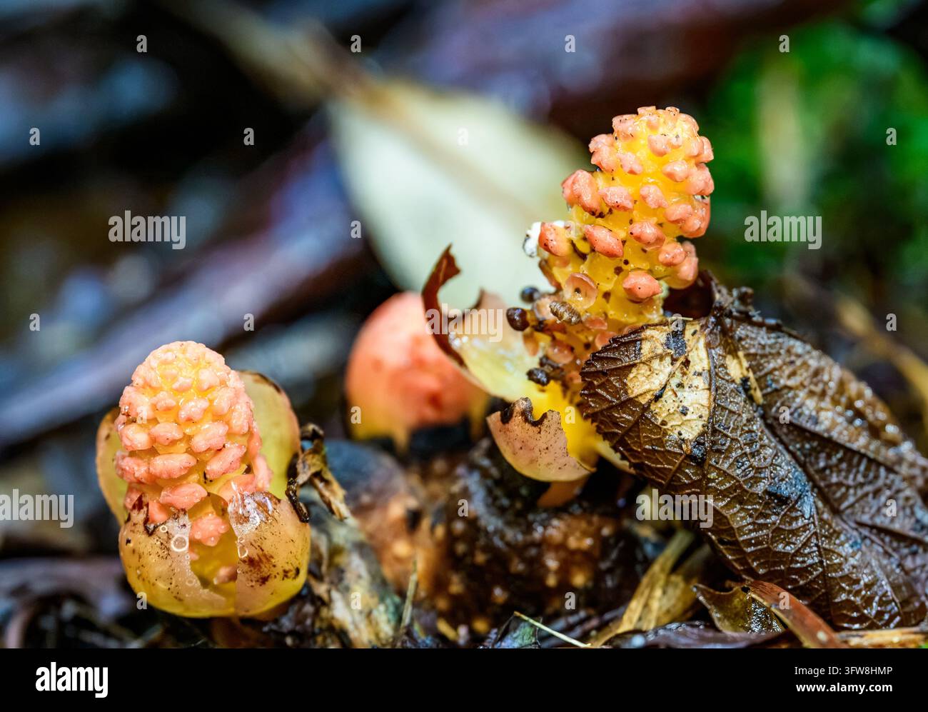 Balanophora, parasitäre Blütenpflanze mit winzigen Blüten. Papua-Neuguinea. Stockfoto