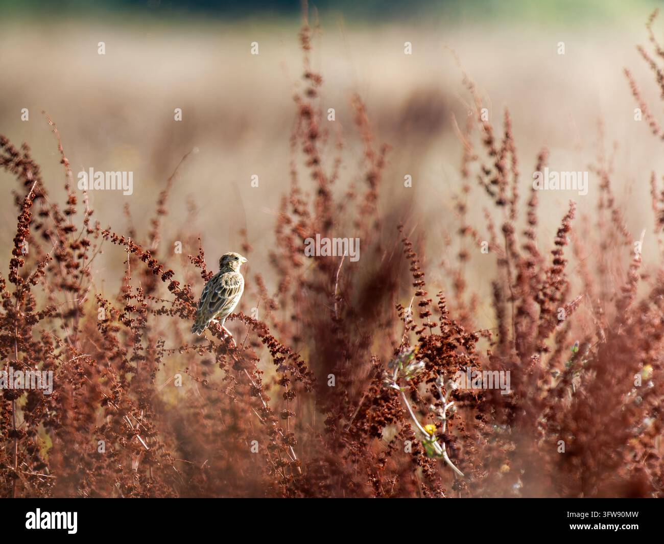 Eine Haubenlerche (Emberiza calandra) sitzt auf rötlicher Vegetation in Cheny. Stockfoto
