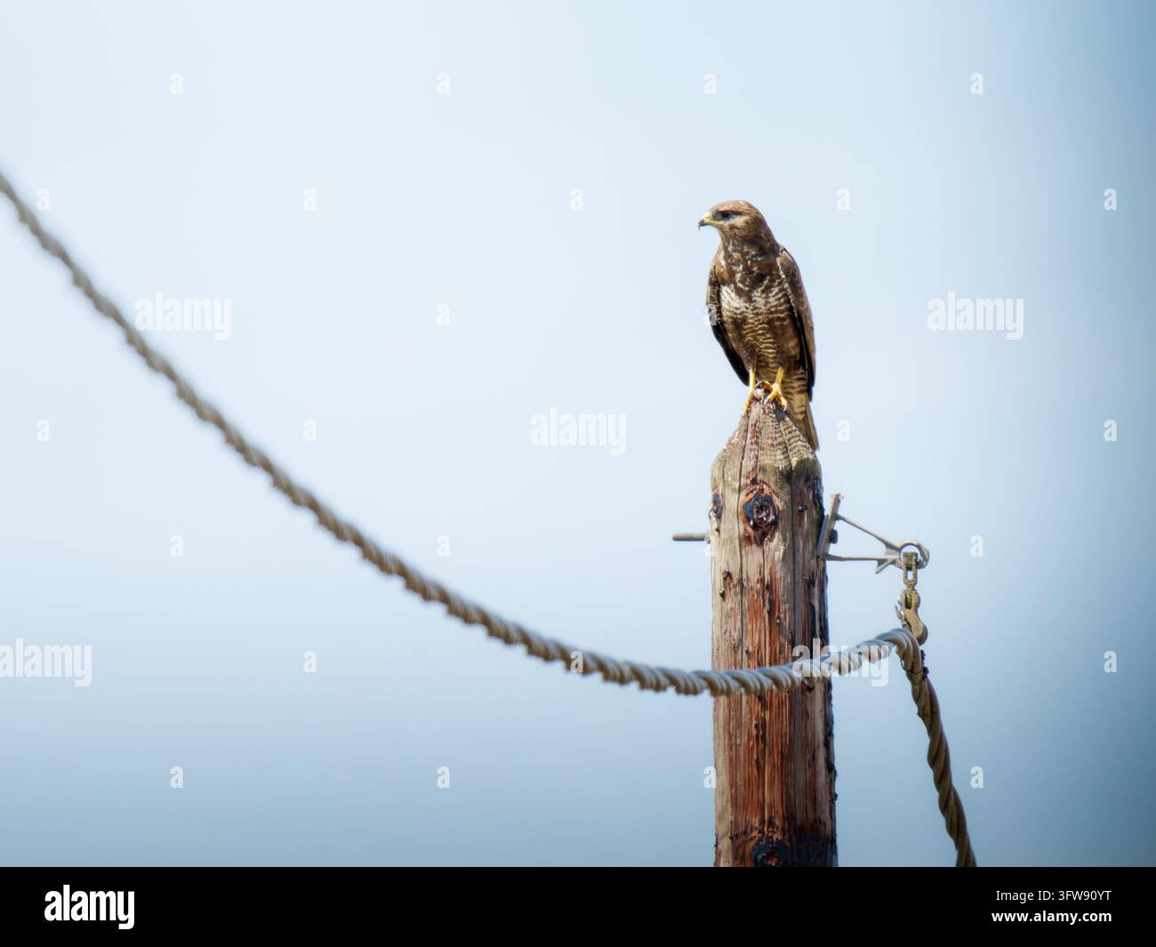 Mauerfalke (Buteo buteo) auf einer Holzstange mit klarem blauem Himmel im Hintergrund Stockfoto