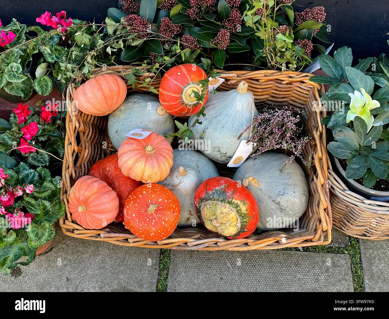 Ein Weidenkorb voller bunter verschiedener Halloween-Kürbisse zum Verkauf vor einem Blumenladen, UK - Smartphone-aufgenommenes Stockfoto