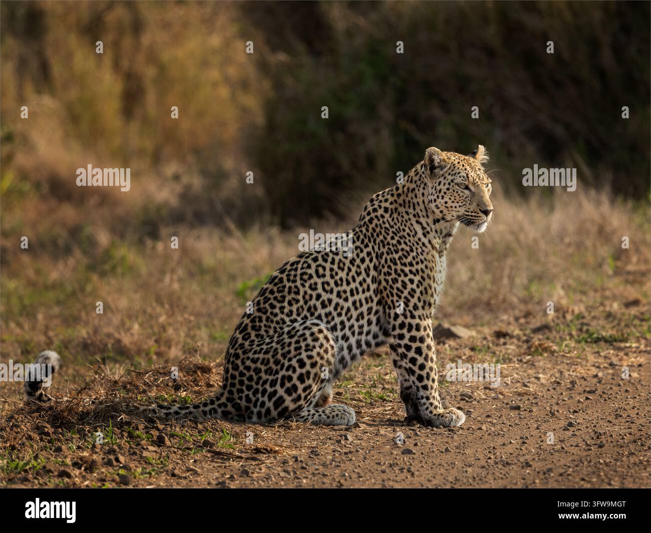 Afrikanischer Leopard (Panthera pardus) sitzt wachsam auf einem Pfad im Kruger-Nationalpark, Mpumalanga, Südafrika. Stockfoto