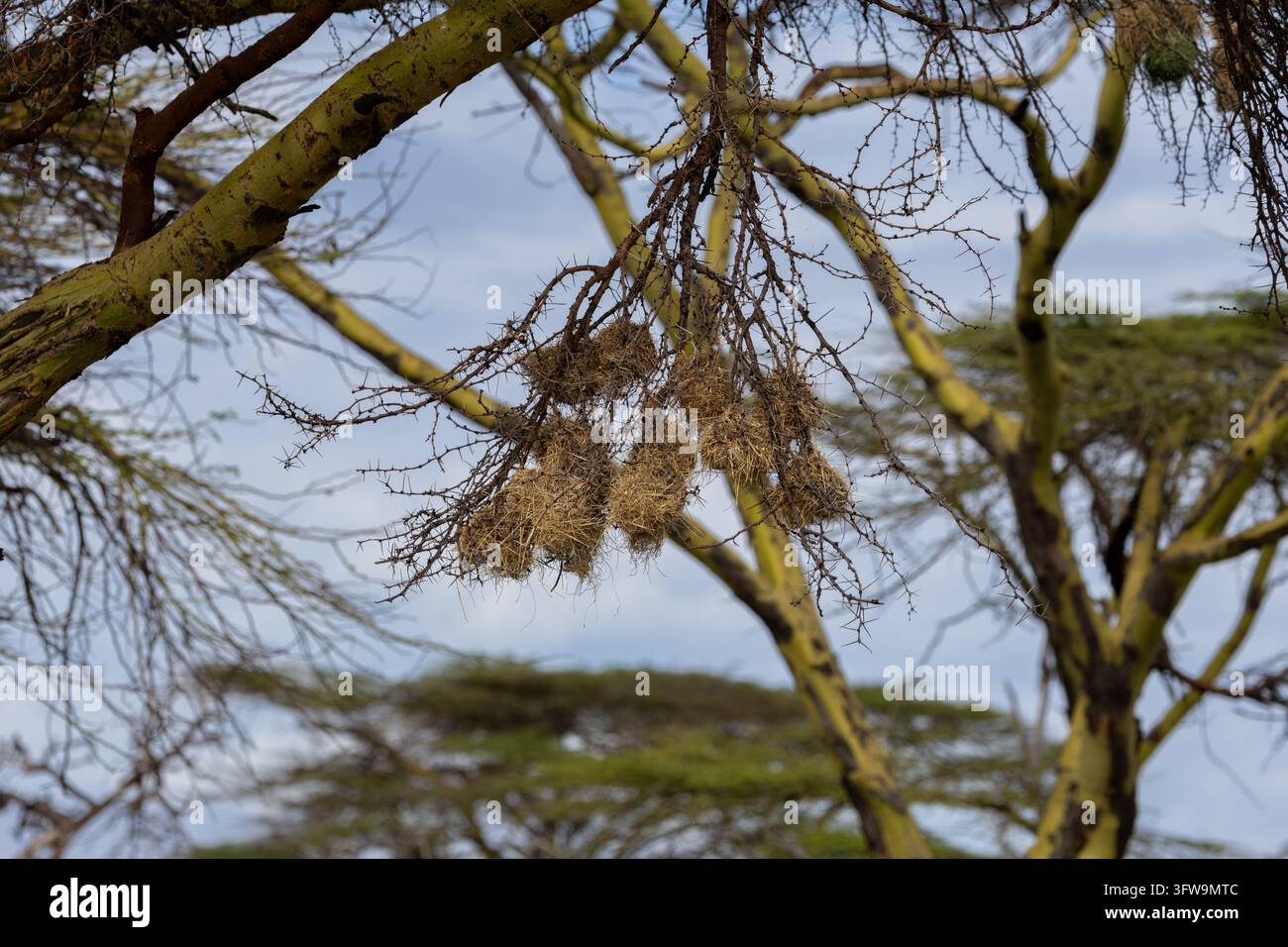 Webervogelnester, die von Akazienzweigen hängen, Kenia Stockfoto