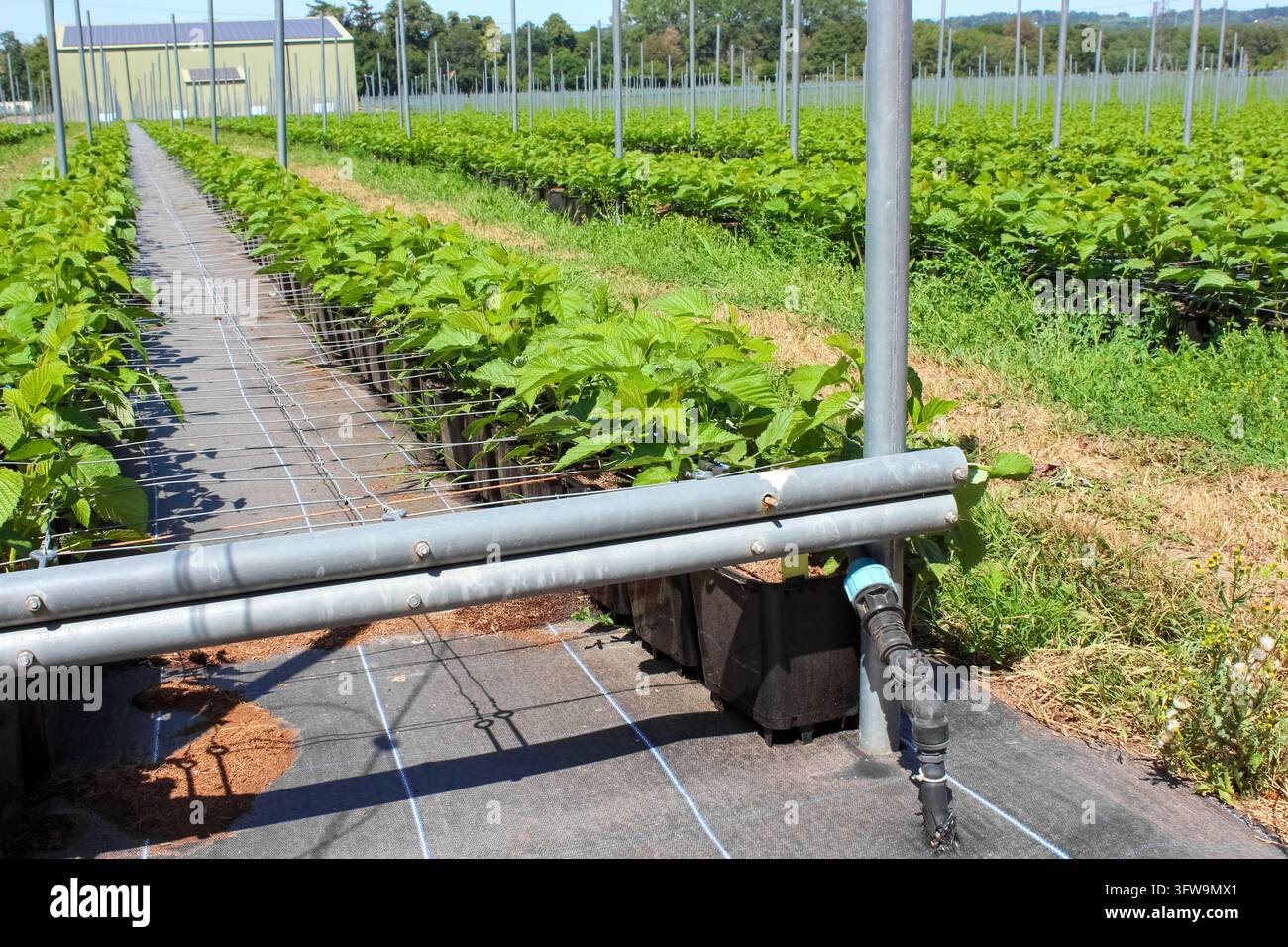 Moderne landwirtschaftliche Anlage zeigt Himbeerpflanzen, die in schwarzen Plastiktopfpflanzen mit automatischer Tropfbewässerung und Drahtgitterstütze angebaut werden. Stockfoto