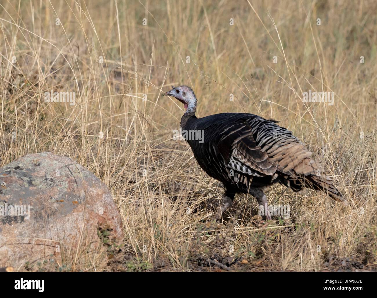 Wild Truthahn schlendert durch Gras im Rocky Mountain NP, Colorado Stockfoto