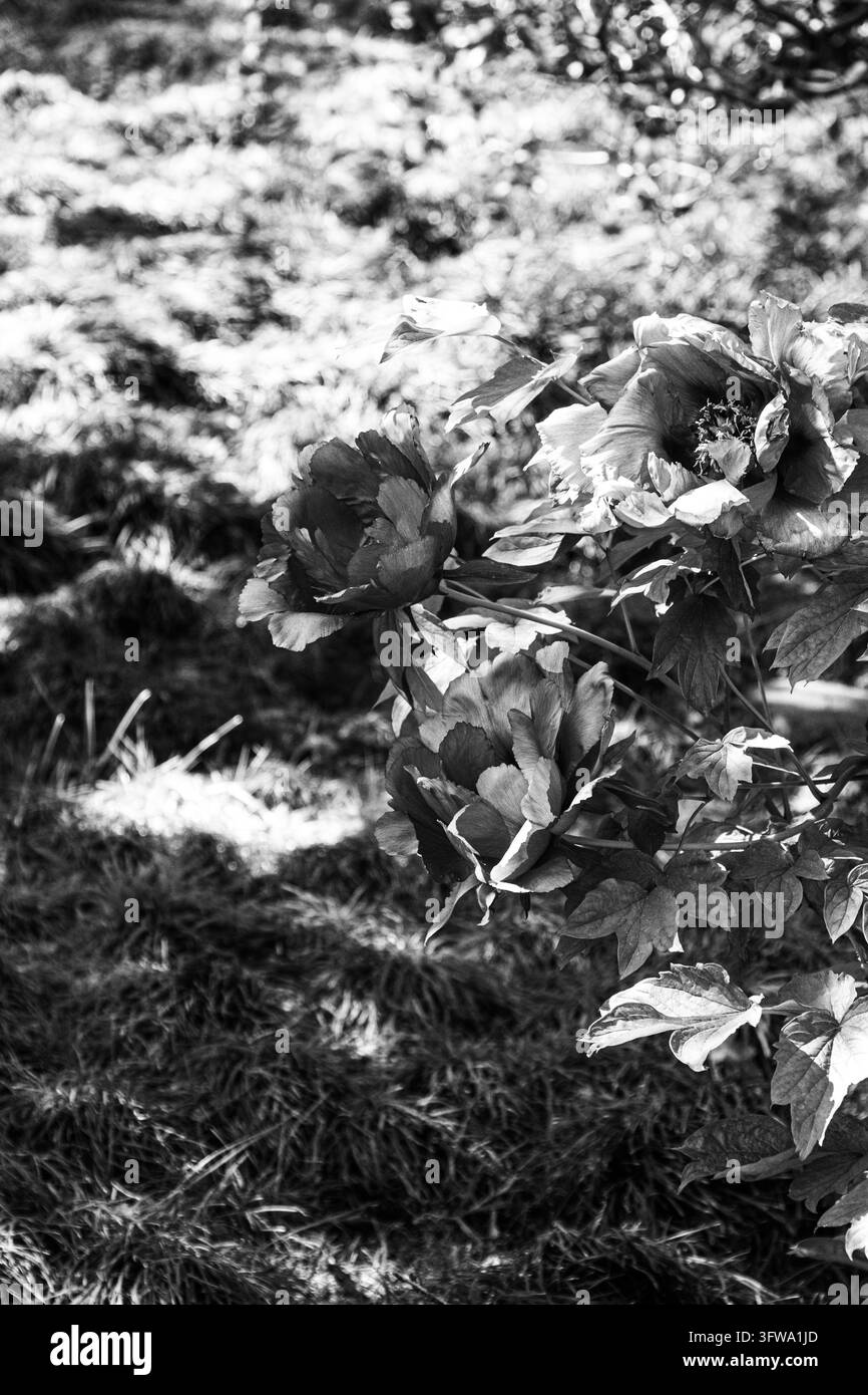 Pfingstrosen blühen im Halbschatten im Hakone-Garten in Saratoga, Kalifornien Stockfoto