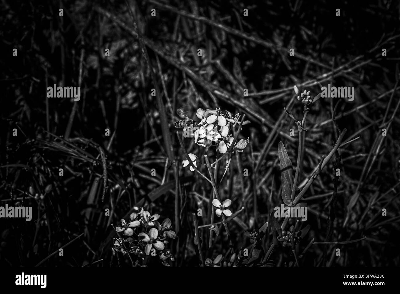 Monochromes Bild einer Honigbiene, die Twiggy-Rüblblüten im Almaden Quicksilver Park in San Jose, Kalifornien, bestäubt Stockfoto