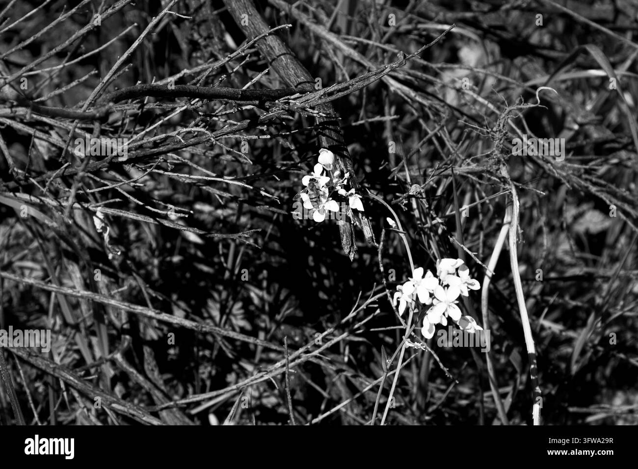 Monochromes Bild einer Honigbiene, die Sternsenfblüten im Almaden Quicksilver Park in San Jose, Kalifornien, bestäubt Stockfoto