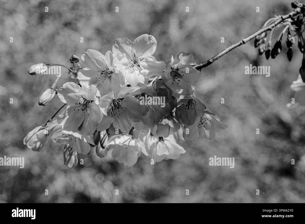 Monochromes Bild von Yoshino-Sakura-Blüten vor einem Laubhintergrund in den Hakone Gardens in Saratoga, Kalifornien. Stockfoto