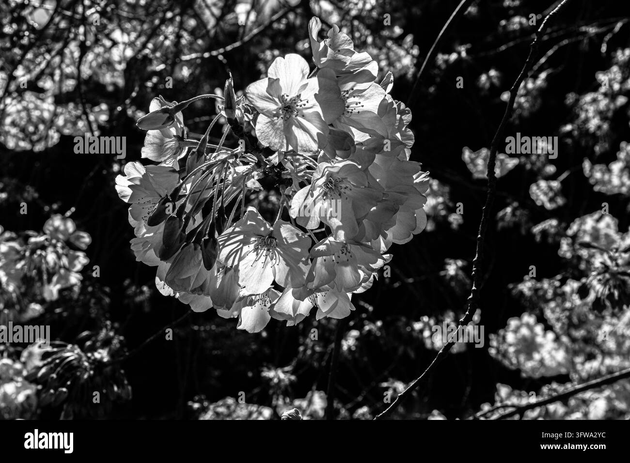 Yoshino-Kirschblüten blühen vor einem Hintergrund aus Laub im Hakone Gardens in Saratoga, Kalifornien. Stockfoto
