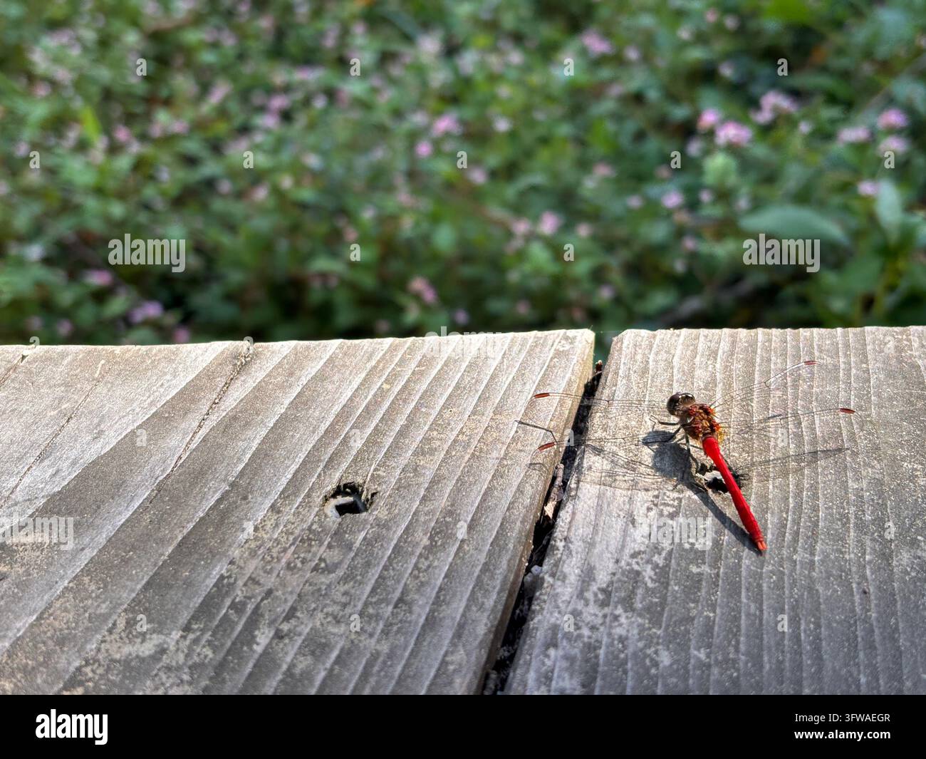 Nahaufnahme einer Libelle, die auf einer Holzbank am Shioji-Berg in Umi-Stadt, Fukuoka, Japan, ruht. - Smartphone-aufgenommenes Stockfoto