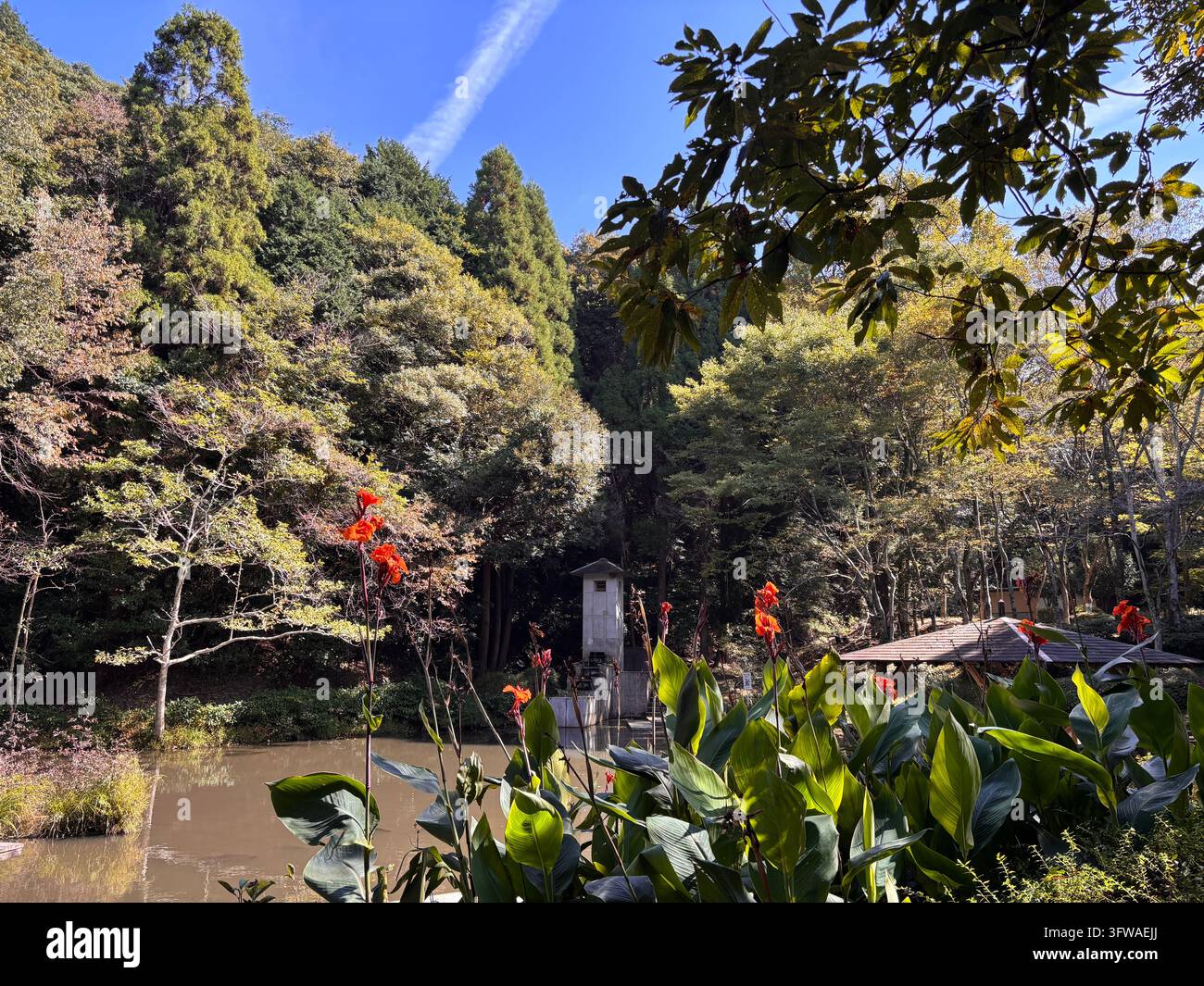 Nahaufnahme von üppigen grünen Bäumen und einer Berglandschaft am Shioji-Berg in Umi Town, Fukuoka, Japan. - Smartphone-aufgenommenes Stockfoto