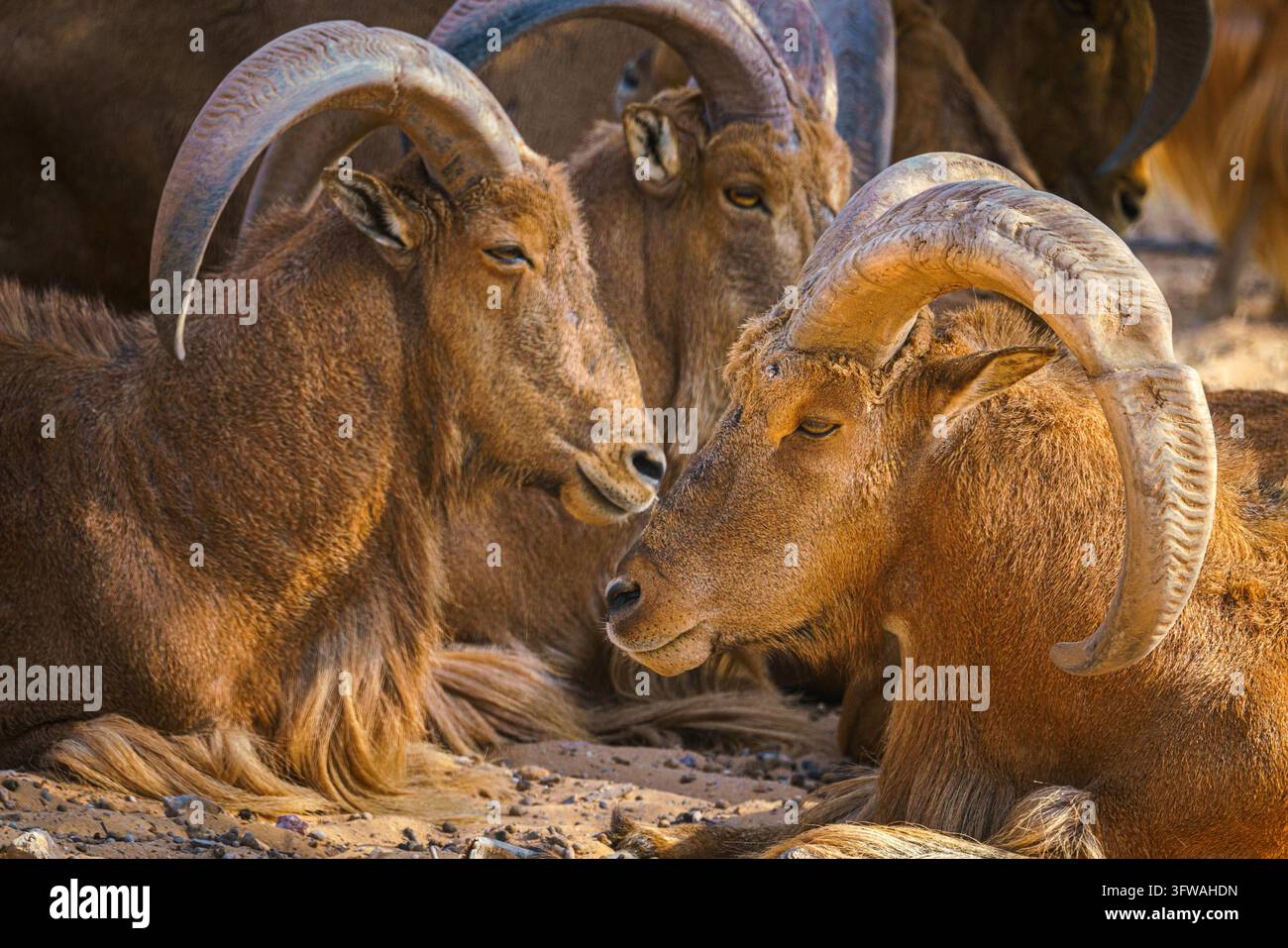 Sir Bani Yas Insel, Vereinigte Arabische Emirate - 18. Jan 2024, Nahaufnahme einer Herde wilder Bergziegen, die auf einem Feld in einem Safari-Park der Sir Bani Yas Insel, VAE, ruhen Stockfoto