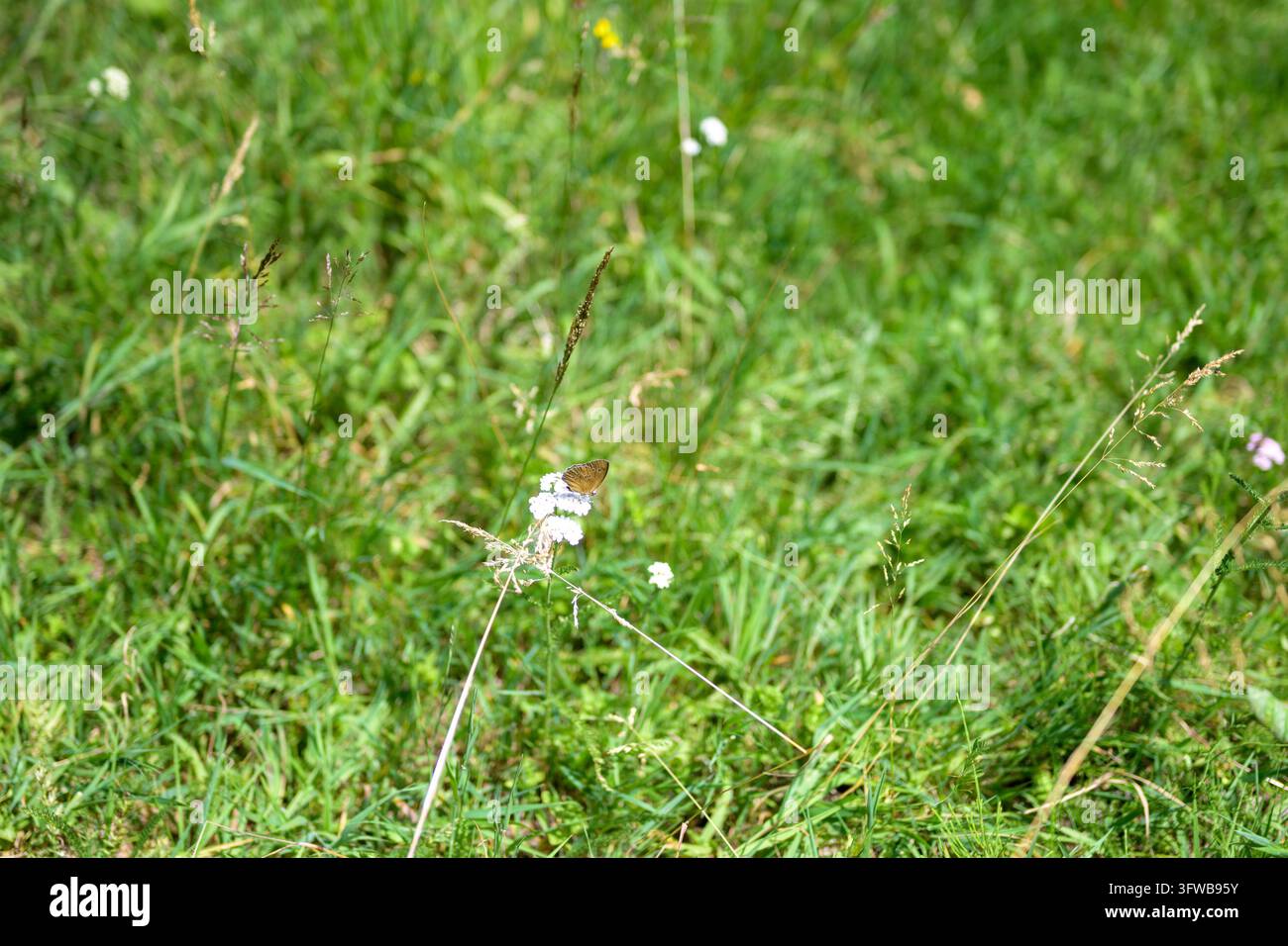Kleiner brauner Schmetterling ruht auf einer zarten weißen Wildblume in einer natürlichen Wiese, symbolisch für Biodiversität, Bestäubung, Wildtiere und gesunde Ökosyst Stockfoto