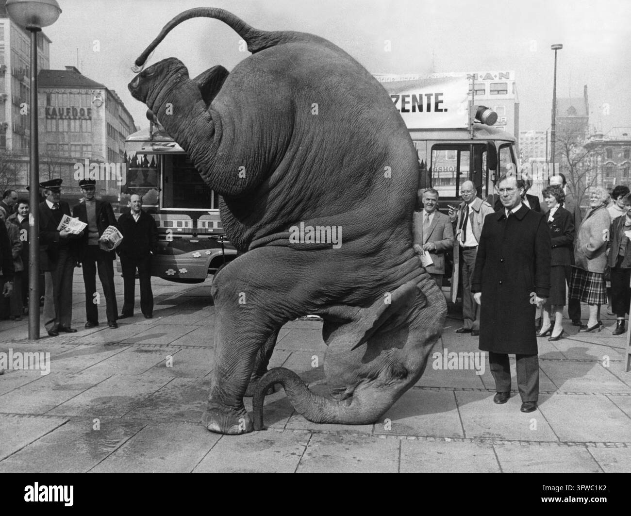 Gestern am Karlstor führte „Bara“, eine 14-jährige Elefantendame aus dem Circus Krone, einen Handstand auf, um günstigere Eisenbahnreisen zu bewerben. Das Symbol für erschwingliche Eisenbahnreisen ist ein „rosa Elefant“. Herman Wolters (rechts im Bild), stellvertretender Vorsitzender der Münchner Zweigstelle der Bundesbahnverwaltung, beobachtete mit Interesse, wie Bara diese Kraftleistung vollführte. [automatische Übersetzung] Stockfoto