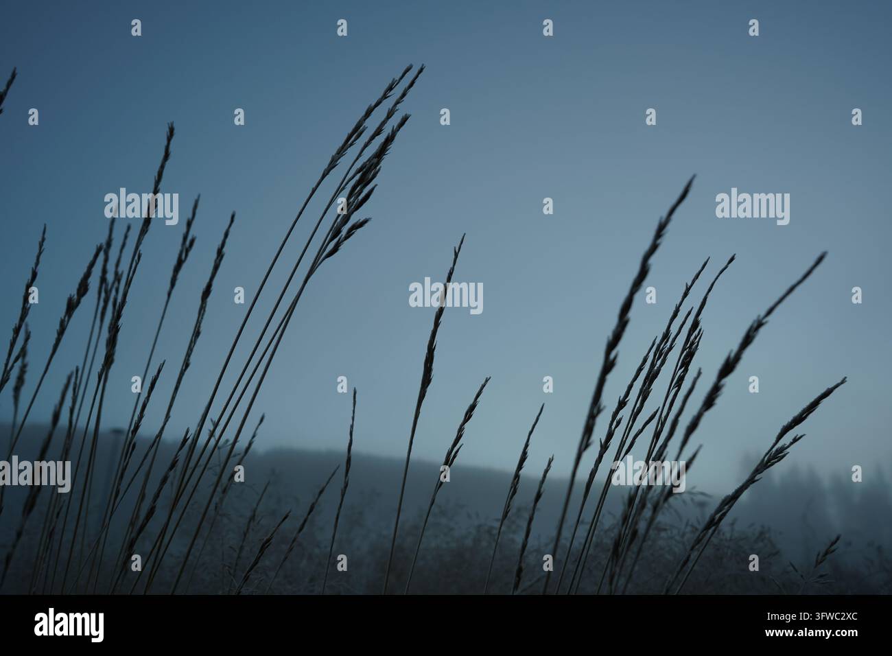 Silhouetten von Wildgräsern vor einem nebeligen blauen Morgenhimmel, Horizontalshot Stockfoto