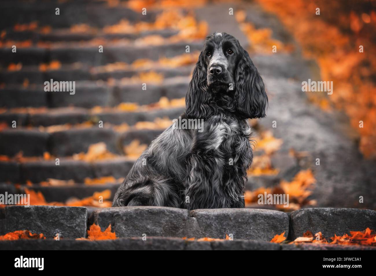 Eleganter englischer Cocker Spaniel sitzt anmutig auf Steinstufen, bedeckt mit goldenen Herbstblättern, warmer orangefarbener Bokeh-Hintergrund, Herbstporträt. Stockfoto