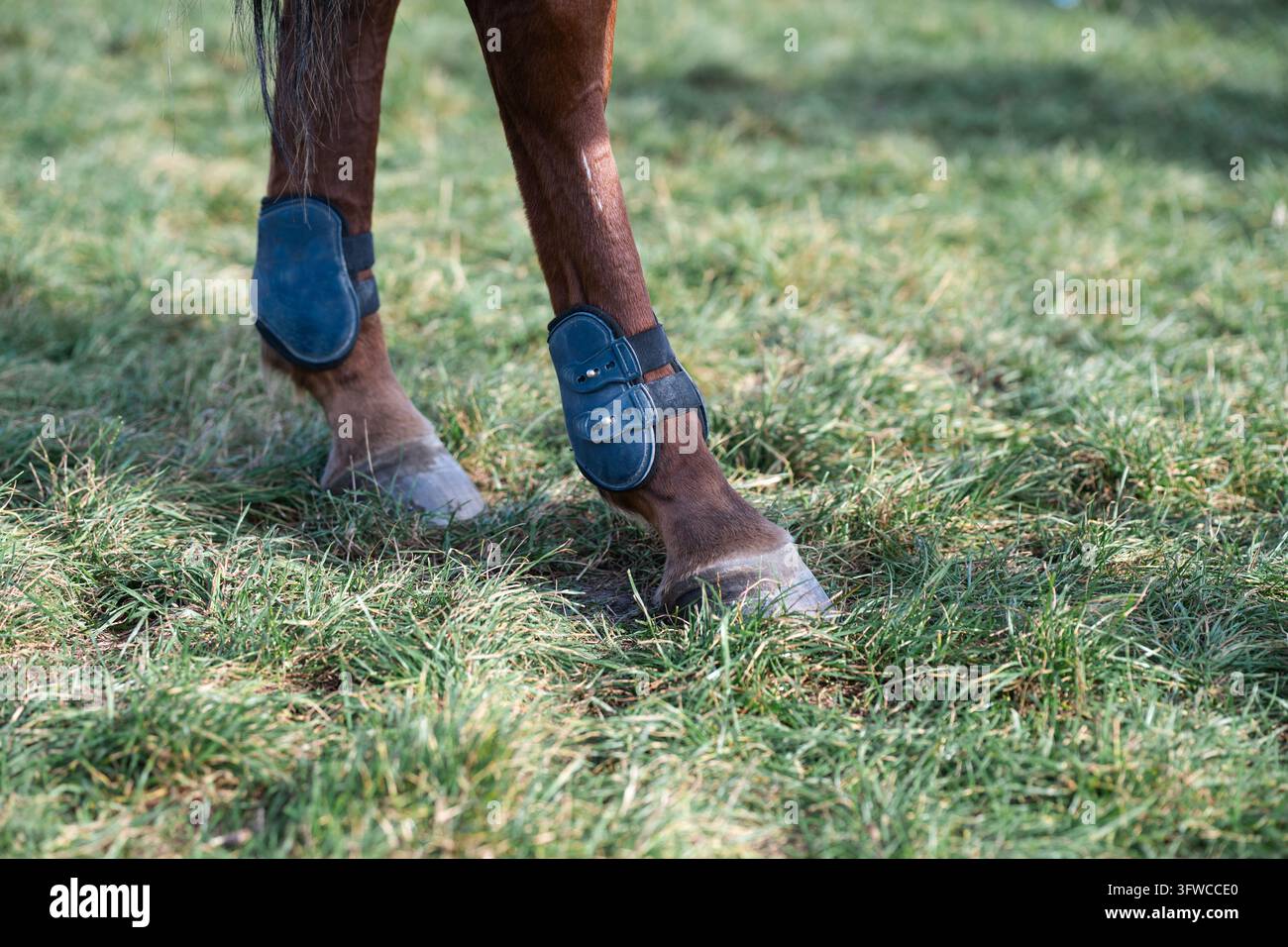 Reitsportausrüstung zum Schutz des Pferdes während des Trainings und des Springreitens. Detail von Hufen und Fesselkopfstiefeln auf Wiesen. Konzept der Tierpflege und Sa Stockfoto