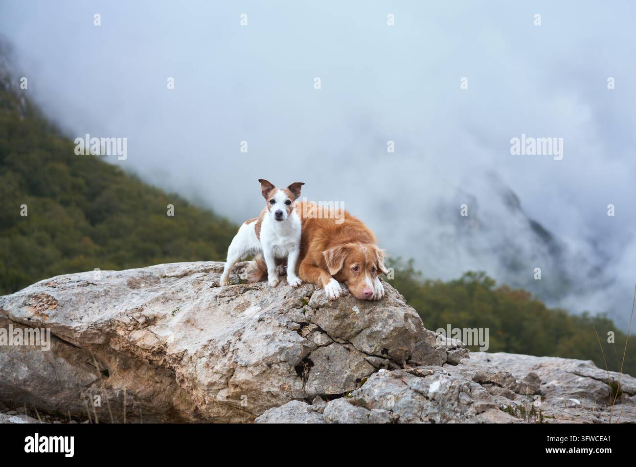 Ein Jack Russell Terrier sitzt neben einem Nova Scotia Duck Tolling Retriever auf einem felsigen Gipfel. Tiefe Wolken ziehen über das Bergtal. Stockfoto