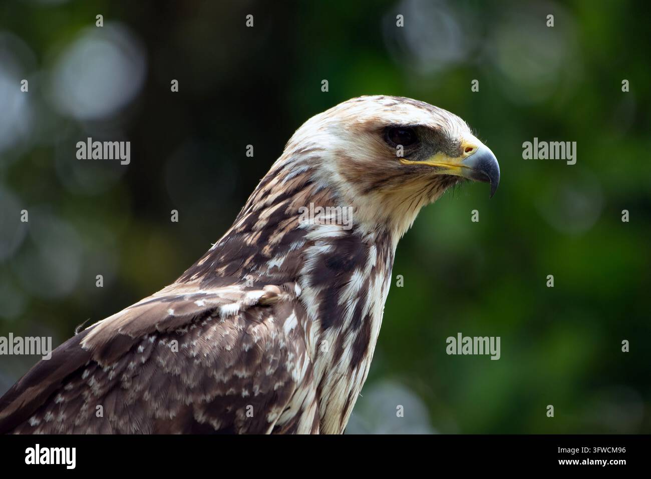 Wechselnder Habicht-Adler, der herunterschaut Stockfoto