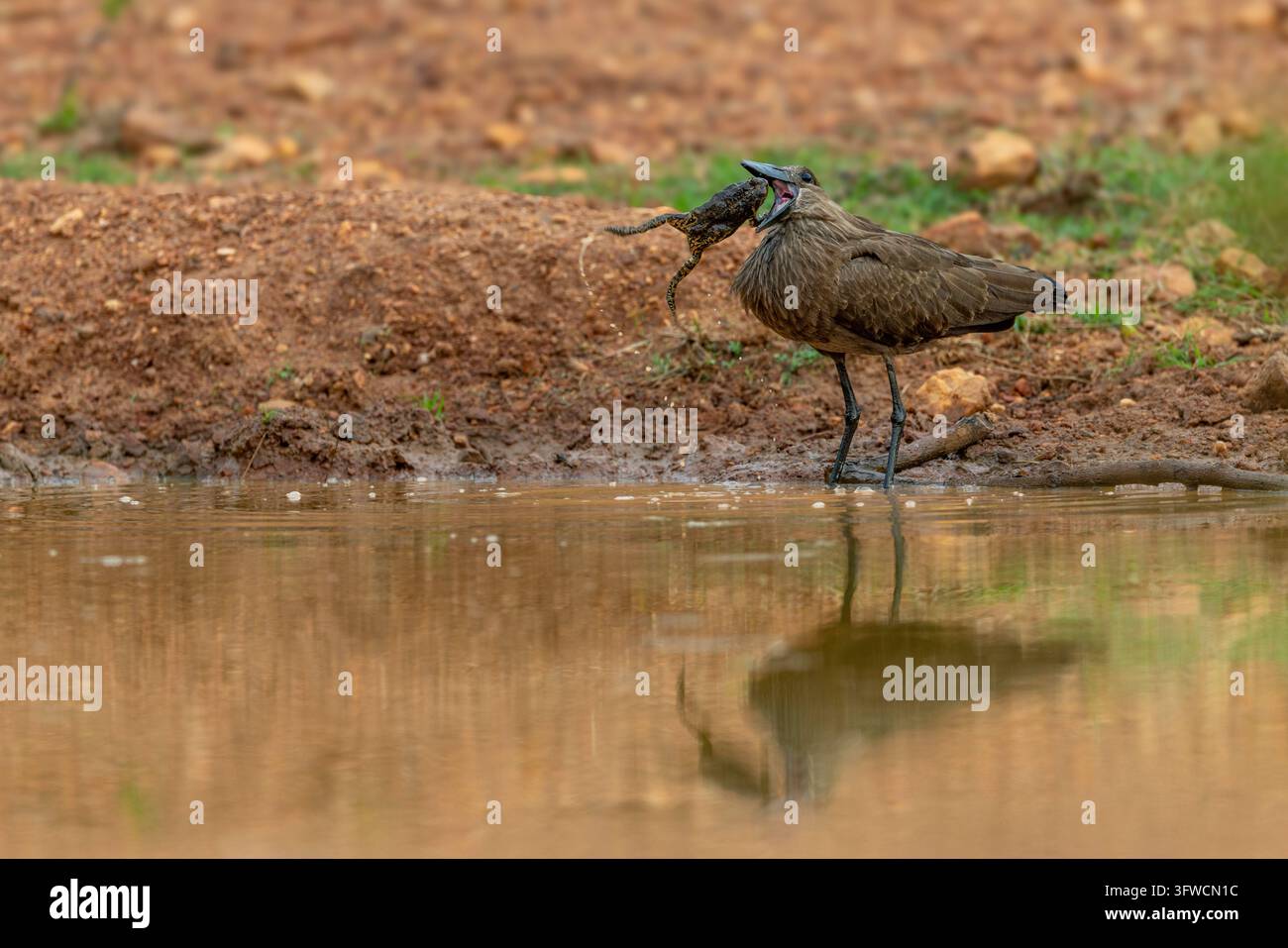 Hamerkop-Vogel an einer Wasserstelle, der einen sich wehrenden Frosch frisst Stockfoto