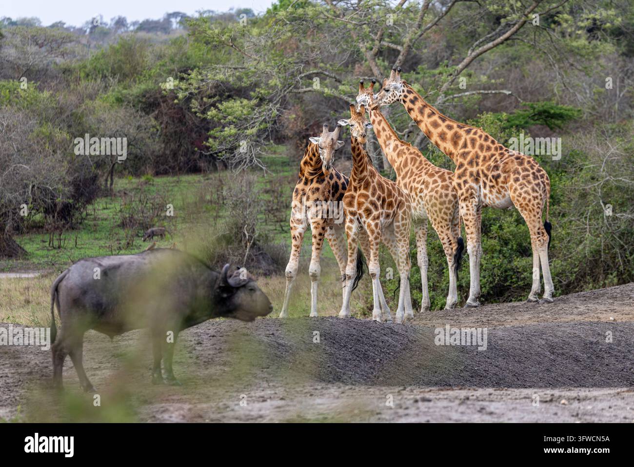 Ein Afrikanischer Büffel trifft auf einen Turm von Giraffen Stockfoto