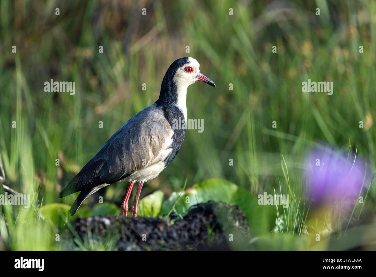 Lappenzieher mit langen Zehen steht im grünen Gras Stockfoto