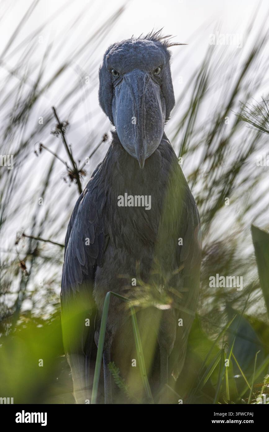 Ein intensiver Schuhschnabel, der direkt in die Kamera starrt Stockfoto
