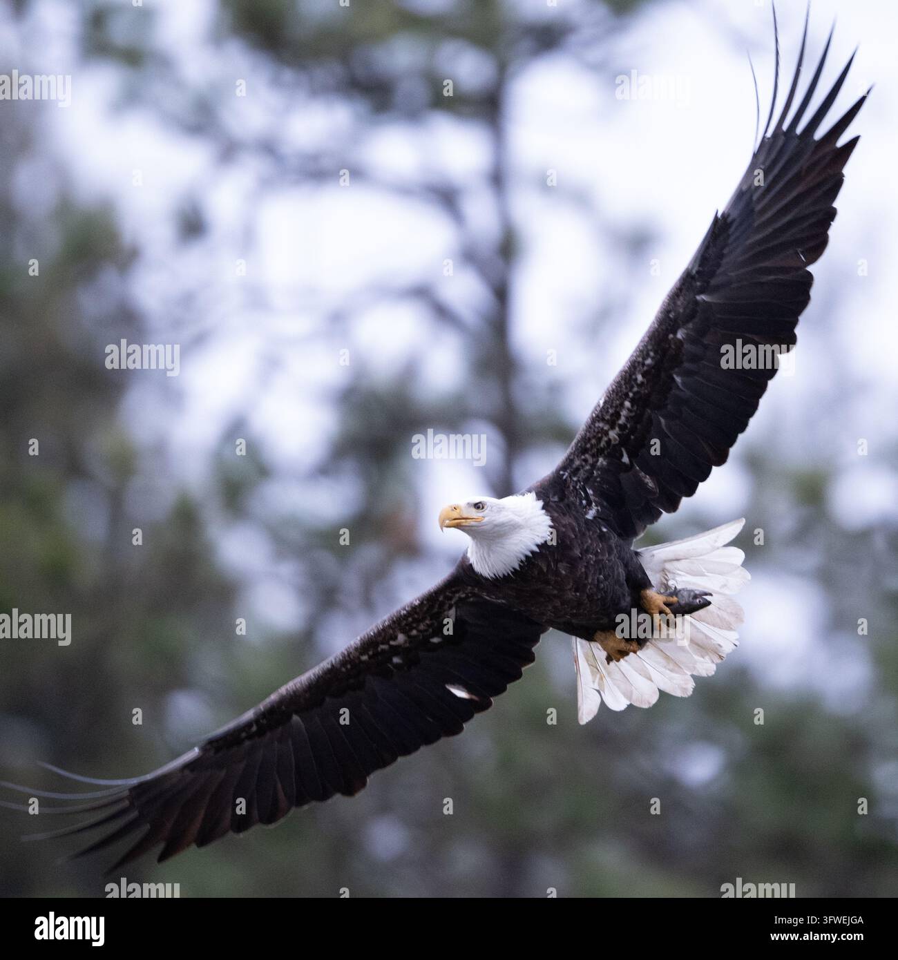 Ein erwachsener Weißkopfseeadler fliegt mit vollständig ausgebreiteten Flügeln vor einem Waldhintergrund. Stockfoto