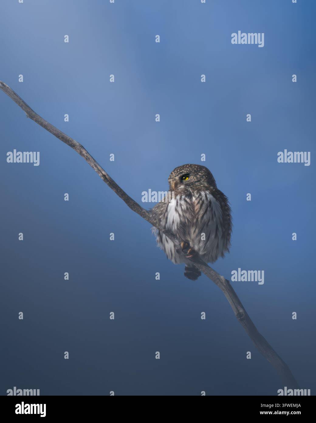 Eine nördliche Zwerg-Eule (Glaucidium gnoma) sitzt auf einem Ast in Bigfork, Montana, USA. Stockfoto