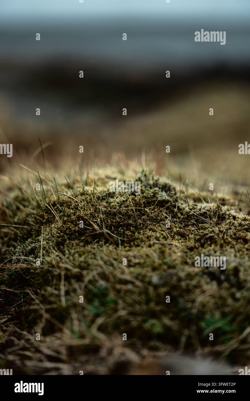 Ansicht von moosem bedecktem Boden und Gras in Stokksnes, Island. Stockfoto