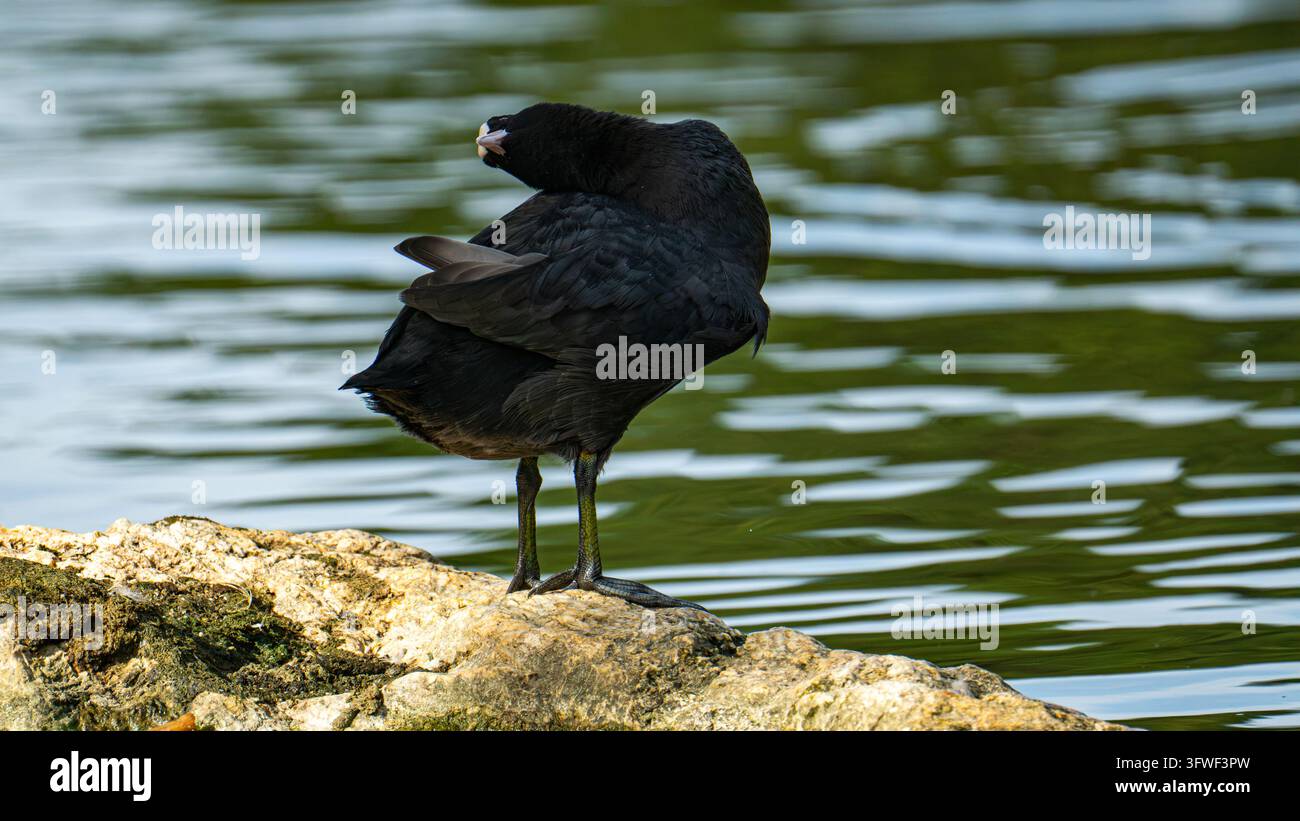 Ein Eurasiatischer Blässhuhn steht auf einem sonnenbeschienenen Felsen am Wasserrand und dreht den Kopf zurück, um sein glänzendes schwarzes Gefieder über grünem, plätscherndem Wasser zu putzen Stockfoto