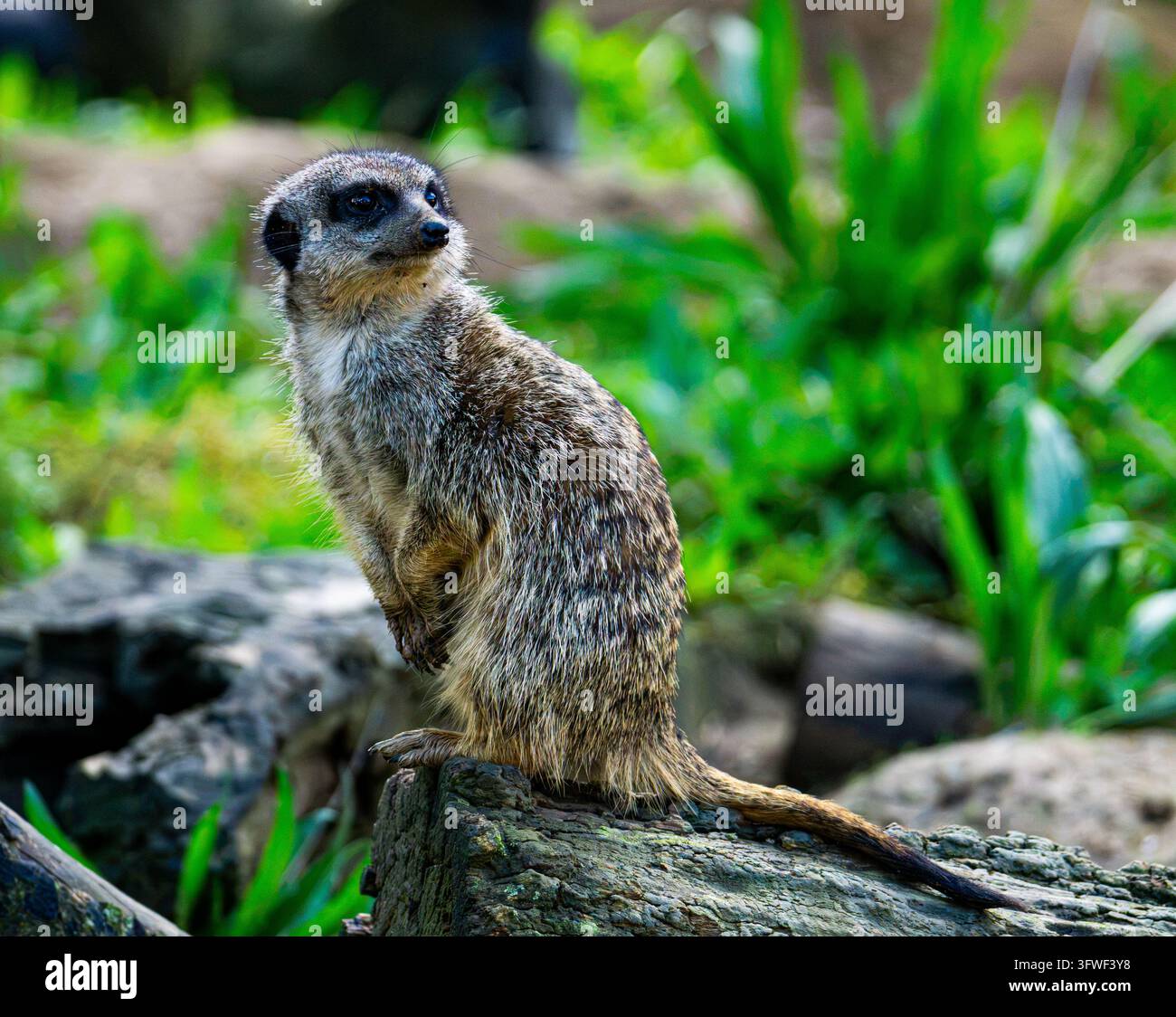 Ein Erdmännchen sitzt aufrecht auf einem verwitterten Baumstamm, die Pfoten eingezogen und den Kopf gedreht, um Wache zu halten, vor einem weichen grünen Hintergrund Stockfoto