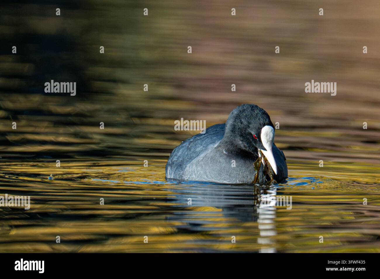 Ein Gänsesäger ernährt sich von Wasserpflanzen, während er über einen Teich schwimmt, sein weißer Schnabel und sein rotes Auge heben sich von den goldenen, welligen Reflexionen ab Stockfoto