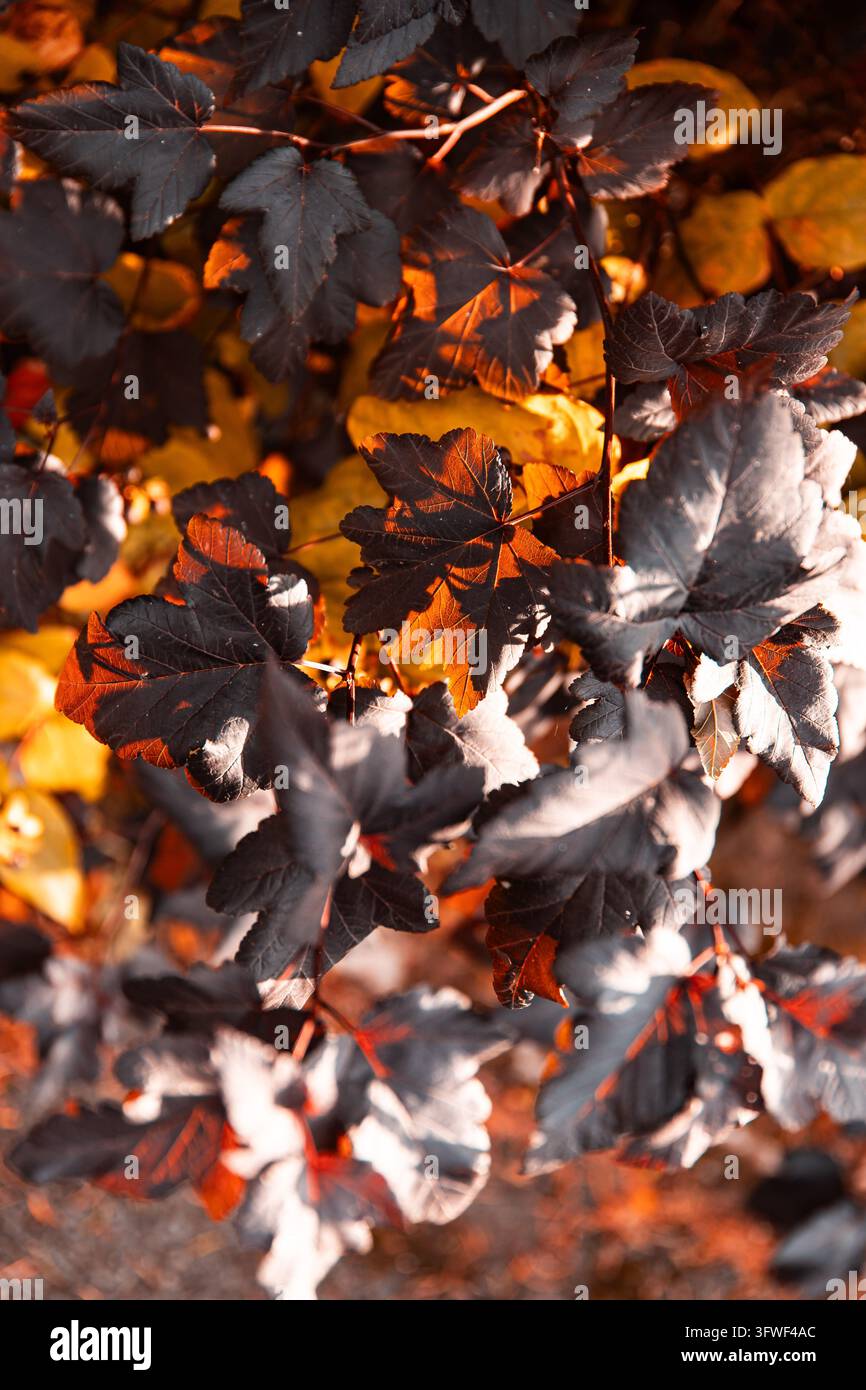 Dunkle Herbstblätter mit orangefarbenen Flecken am Ast und warmes goldenes Laub, das im unscharfen Hintergrund sanft leuchtet. Das Sonnenlicht hebt die Blattränder hervor. Stockfoto