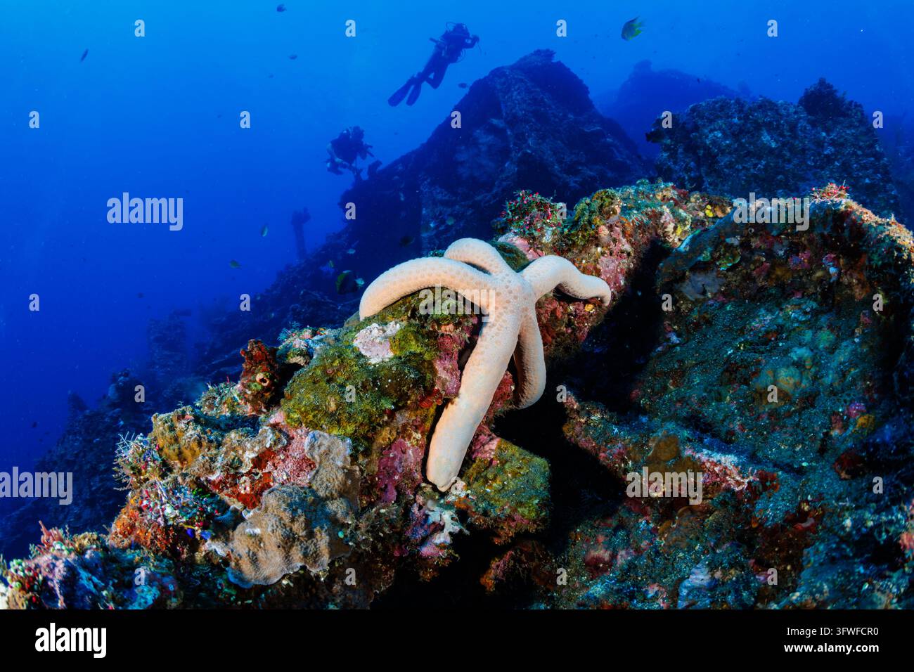 Körniger Seestern ruht auf korallenbewachsenem Wrack der USAT Liberty in Tulamben, Bali, Taucher schwimmen im klaren blauen Wasser darüber Stockfoto