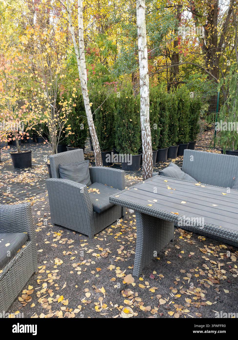 Rattan-Gartenmöbel und getopfte Birkenbäume im Gartenzentrum während des Herbstes - Smartphone-aufgenommenes Stockfoto