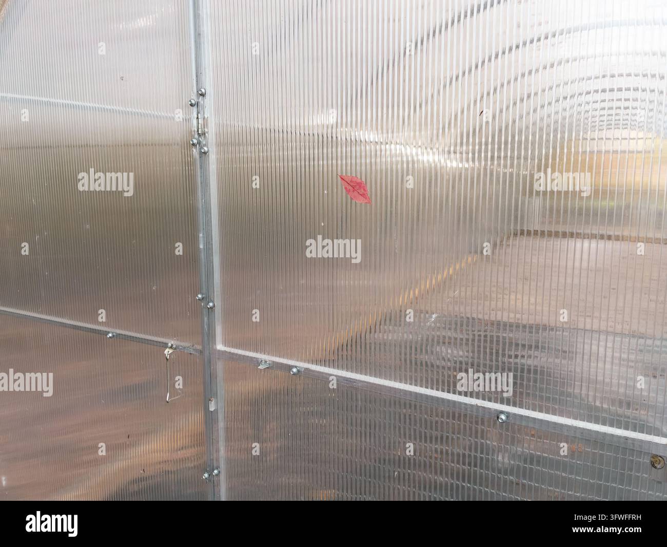 Einzelnes rotes Herbstblatt auf durchscheinender Polycarbonat-Gewächshauswand im Nahaufnahme - Smartphone-aufgenommenes Stockfoto