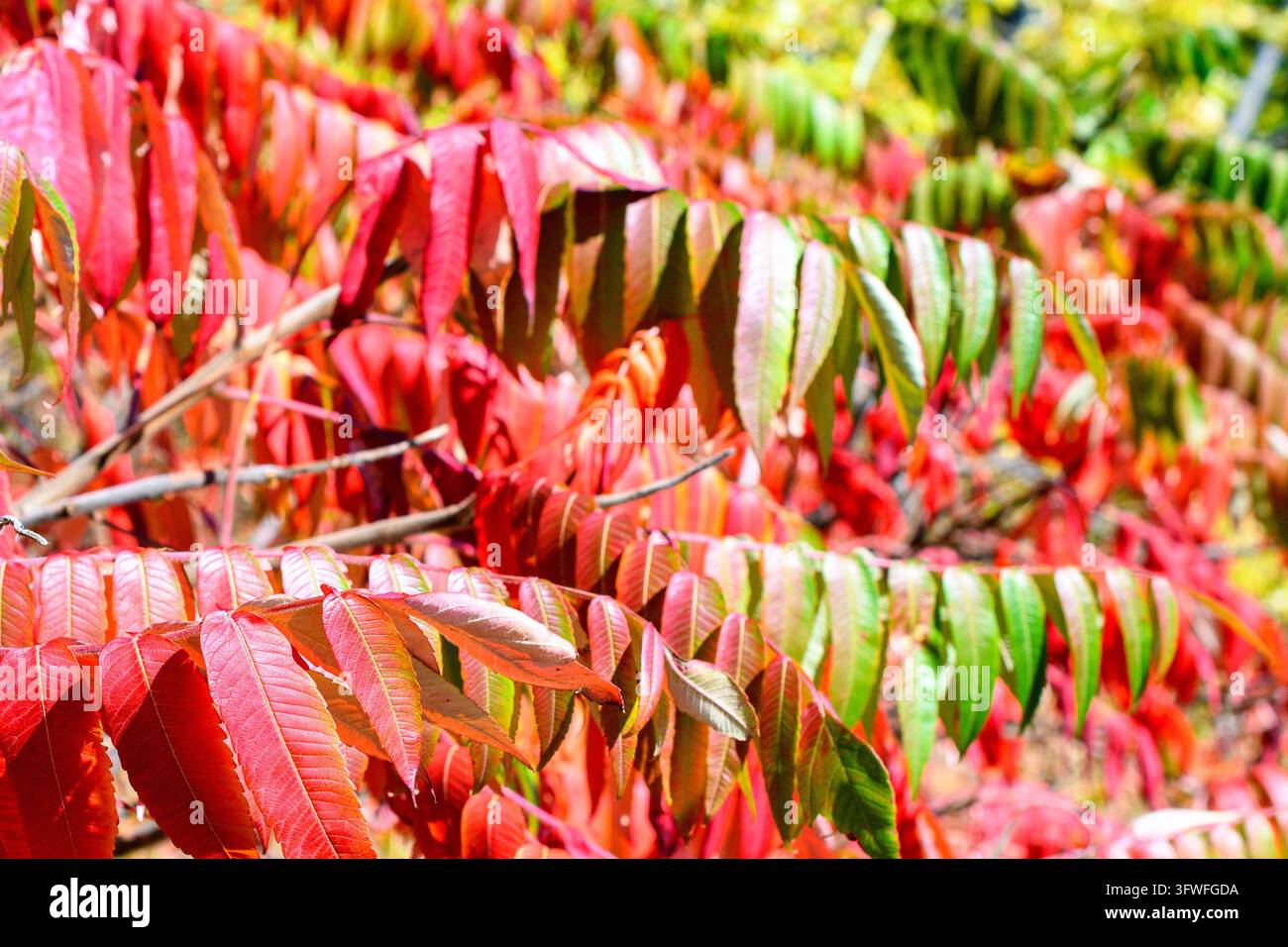 Farbenfrohes Herbstlaub einer Stachelannone-Pflanze. Stockfoto