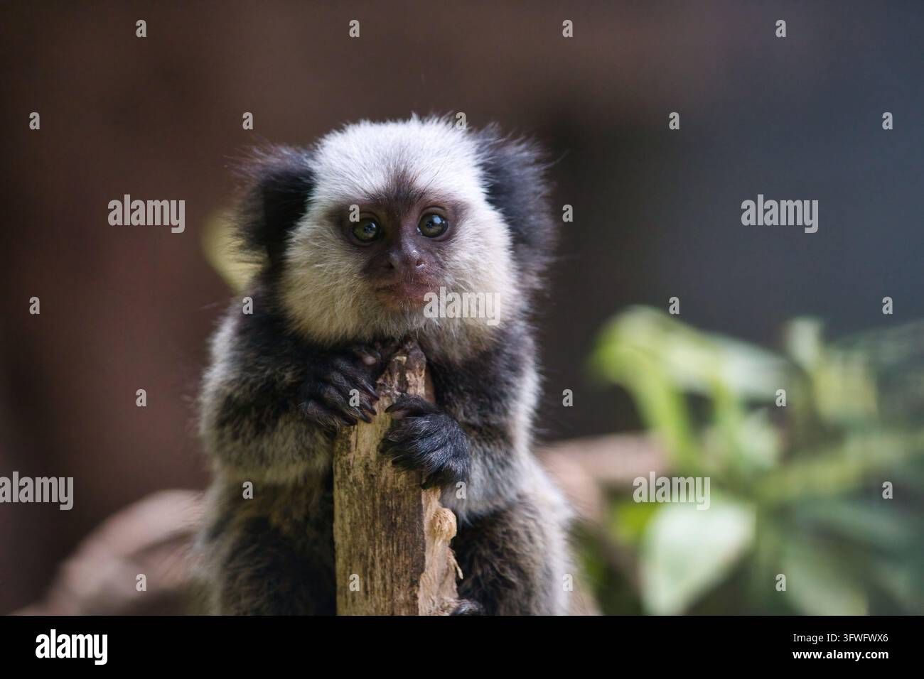 Nahaufnahmeporträt eines kleinen weißköpfigen Springaffen, der sich an einen Holzast klammert Stockfoto
