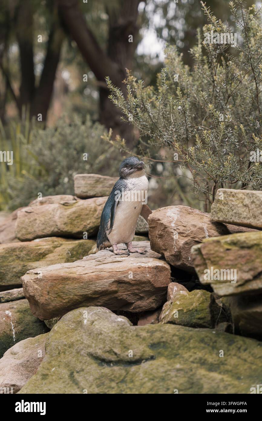 Kleiner blauer und weißer Pinguin steht auf einem Haufen Felsen mit Sträuchern und Bäumen im Hintergrund, Australien Stockfoto