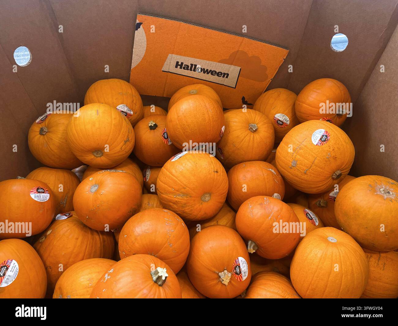 Eine Kiste voller bunter Halloween-Kürbisse zum Verkauf im Supermarkt, UK - Smartphone-aufgenommenes Stockfoto