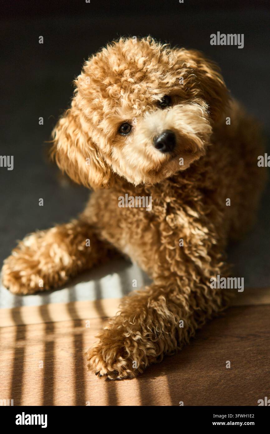 Portrait eines lockigen braunen Toy-Pudel-Welpen mit geneigtem Kopf und warmem Seitenlicht, das gestreifte Schatten auf den Holzboden wirft, Nahaufnahme von Augen, Nase und Pfoten Stockfoto