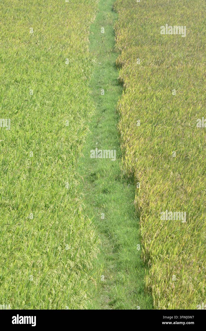 Natürliche grüne moosige Textur an einem Flussufer mit Graswiese, die organische Bodenbedeckung und botanische Landschaftsdetails repräsentiert Stockfoto