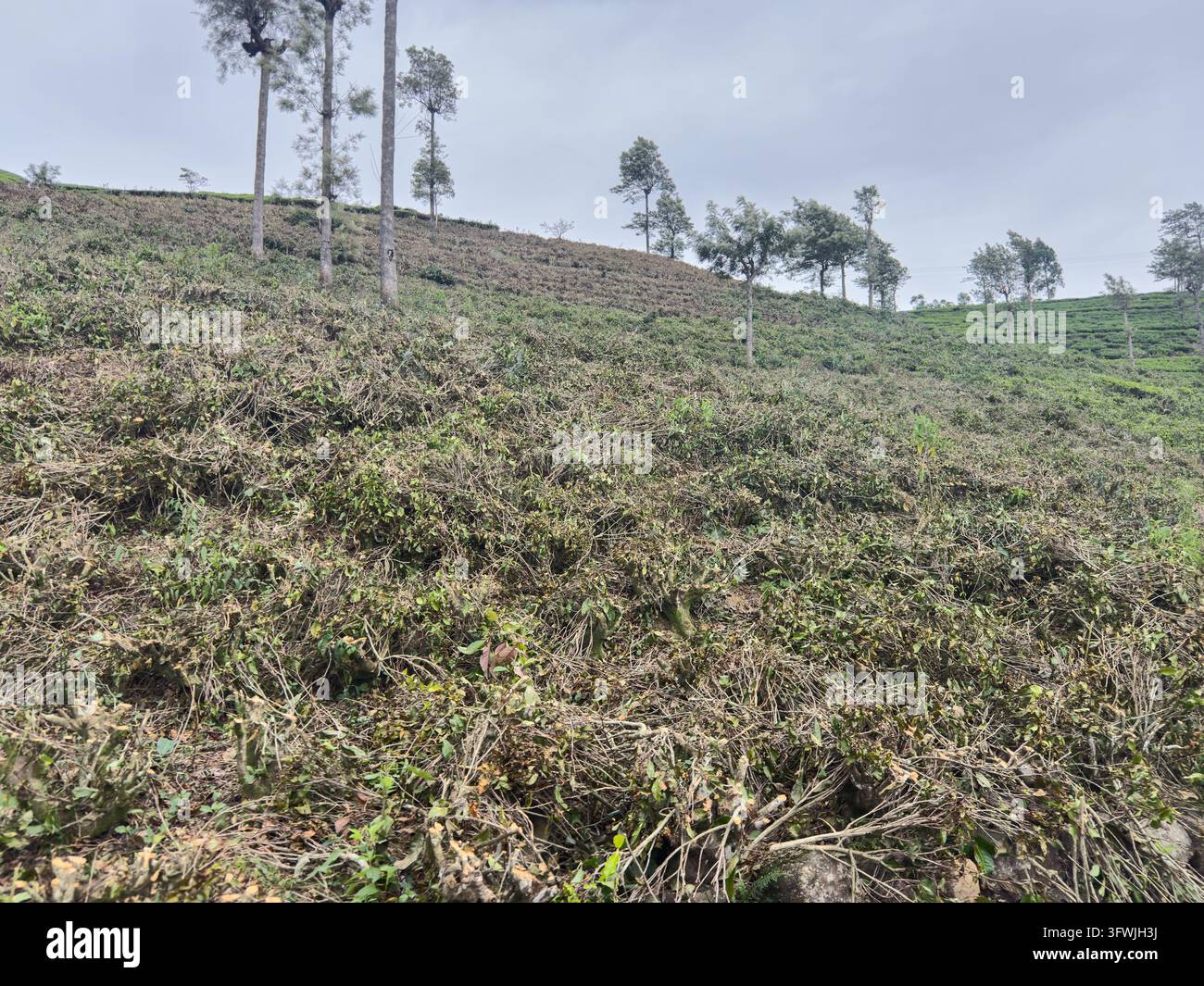 Geschnittene Teebuschreihen auf einer Berghangplantage in Sri Lanka. Geschnittene Camellia-sinensis-Zweige und Stängel mit Schattenbäumen. Traditionelles Teeschnitt und e Stockfoto