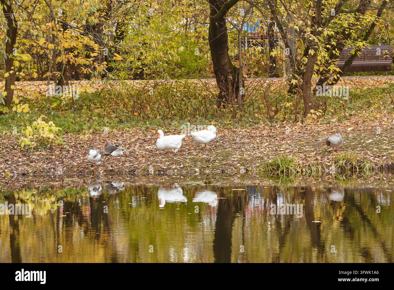 Weiße Enten und graue Gänse stehen neben einem ruhigen Teich, umgeben von gefallenen Blättern, Herbstbäumen, Gras, Spiegelungen und einer entfernten Holzbank Stockfoto