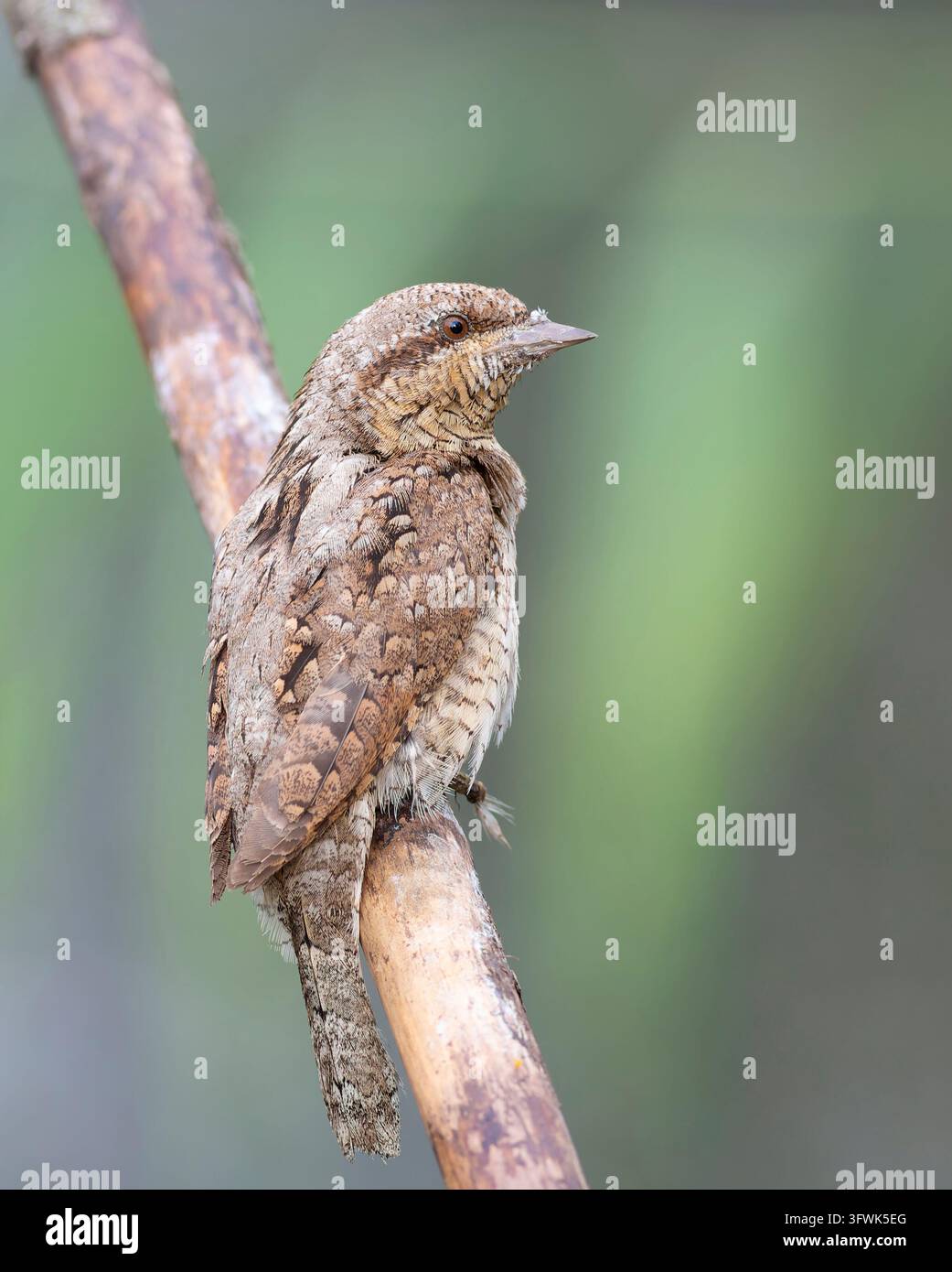 Ein europäischer Würger (Jynx torquilla) sitzt auf einem Baumstamm in der Nähe seiner Nistkammer. Anders als die meisten Spechte nisten sie in vorhandenen Löchern, nicht ausgegraben Stockfoto