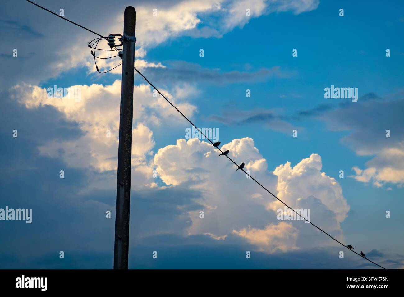 Sommerwolken und Spatzen, die auf Stromleitungen sitzen Stockfoto