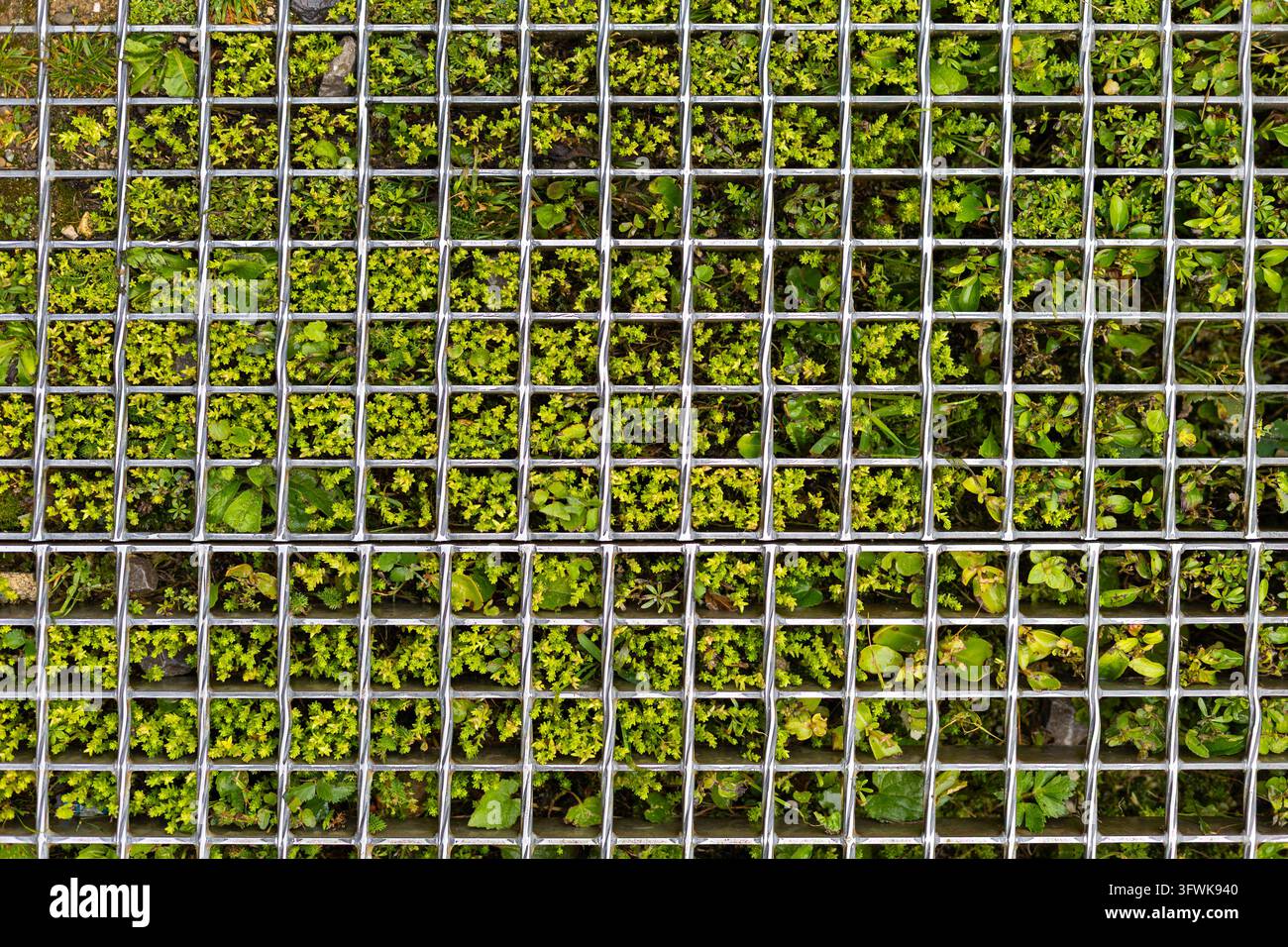 Oberblick auf grüne Pflanzen, die unter einem geometrischen Metallgitter mit quadratischen Zellen wachsen, wobei natürliche Vegetation und industrielle Stahlroste in einer Umgebung kontrastieren Stockfoto