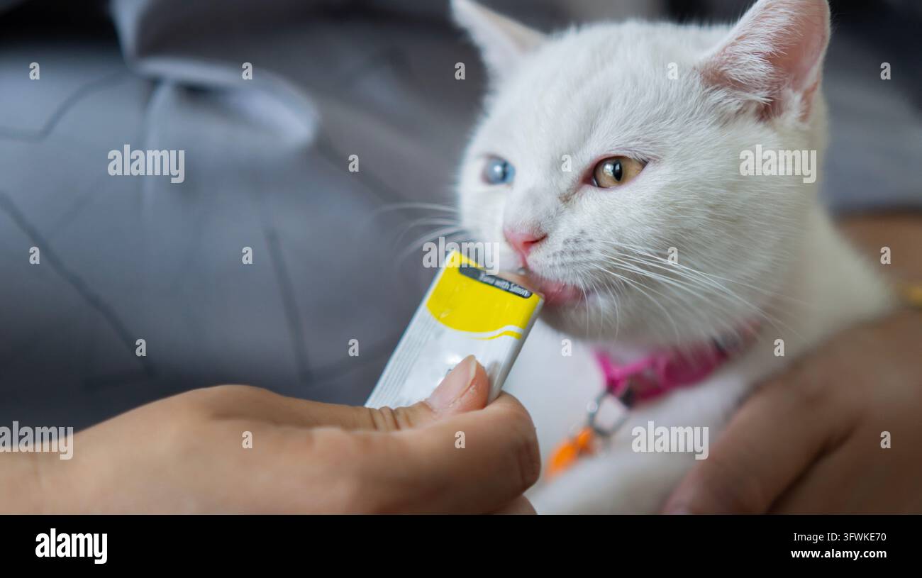 Zuschnittbild des Besitzers, der zwei farbenblindem Kätzchen mit Katzengelee verwöhnt. Kätzchen in den Armen der Menschen. Köstliches Katzenfutterkonzept. Stockfoto
