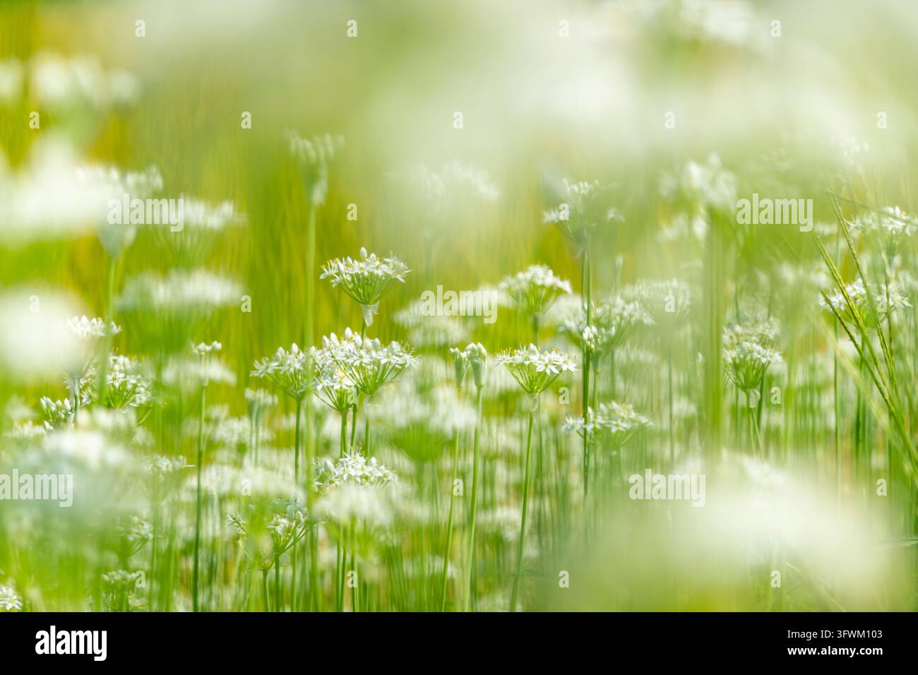 Knoblauchlauchblüten blühen prächtig in einem grünen Garten Stockfoto